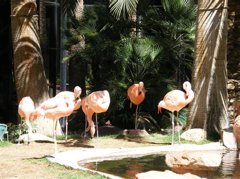 flamingos at the flamingo hotel.